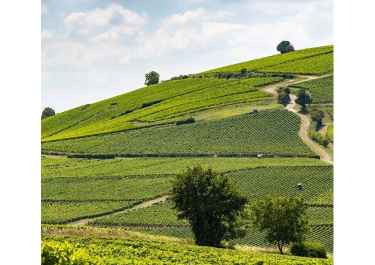 Sancerre or Pouilly-Fumé? Do you know the differences?